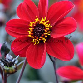 Dahlia HS Romeo (x 35)