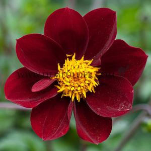 Dahlia Mexican Star (x 35)