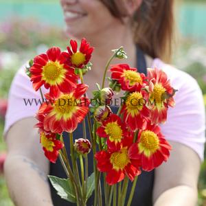 Dahlia Orange Emperor (x 35)