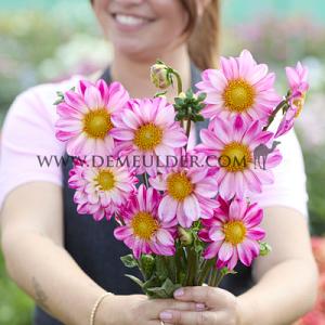 Dahlia Pink Emperor (x 35)