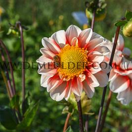 Dahlia Red & White Emperor (x 35)