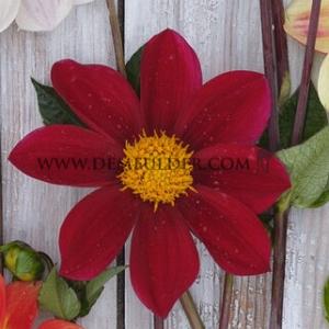 Dahlia Red Emperor (x 35)