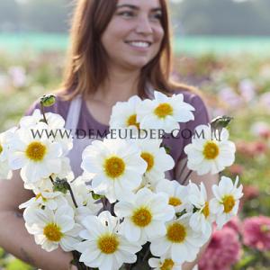 Dahlia White Emperor (x 35)
