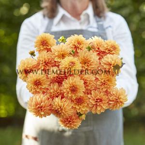 Dahlia Bazuin® Bright Orange (x 35)