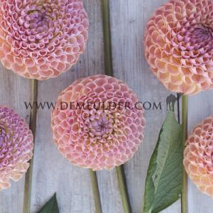 Dahlia Ghislaine (x 35)