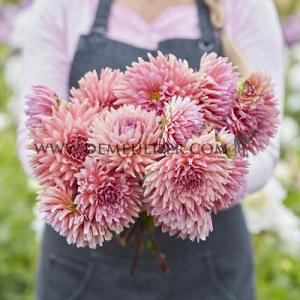 Dahlia Madeleine (x 35)