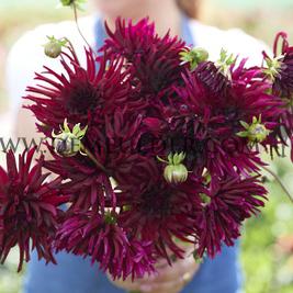 Dahlia Black Narcisuss (x 35)
