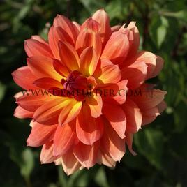 Dahlia Firepot (x 35)