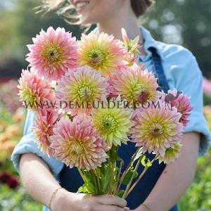 Dahlia Tom Pouce (x 35)