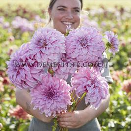 Dahlia Vassio Meggos (x 35)