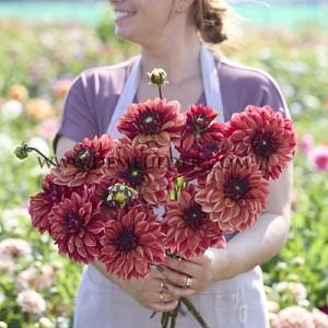 Dahlia Glossy Maracana (x 35)