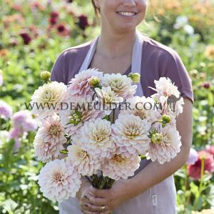 Dahlia Glossy Olivia (x 35)