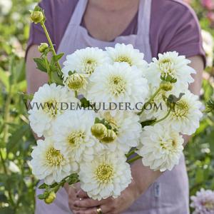Dahlia PoleStar (x 35)