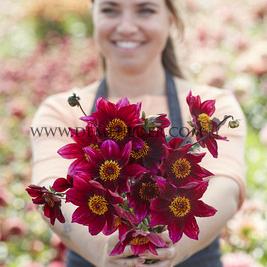 Dahlia Schippers Choice (x 35)