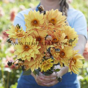Dahlia Sunrich Orange (x 35)