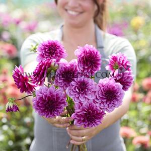 Dahlia Blue Bell (x 35)