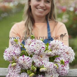Dahlia Danceline (x 35)