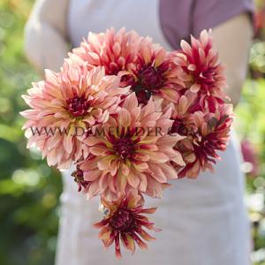 Dahlia Dorita (x 35)