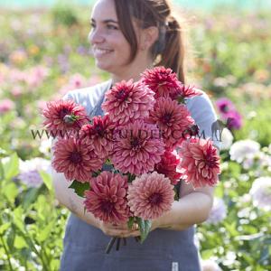 Dahlia Klara Zak (x 35)