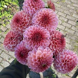 Verpakte Dahlia Ball Dahlia Bazuin® Ymke (x 35)