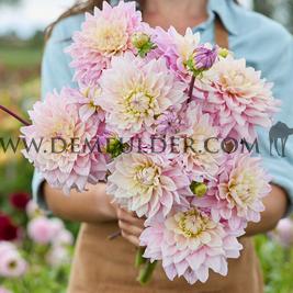 Verpakte Dahlia Decorative Large Flowered Dahlia Sweet September (x 35)