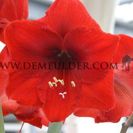 Amaryllis Red Lion 30/32 Prep. (x10)
