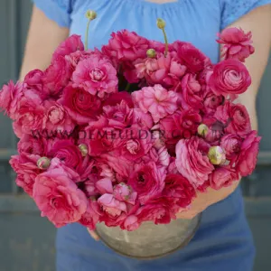 Ranunculus Amandine Bonbon 3/5 (x250)