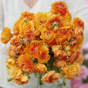 Ranunculus Amandine Orange Picotee 3/5 (x250)