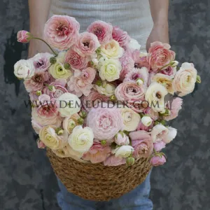 Ranunculus Amandine Porcelaine 3/5 (x250)