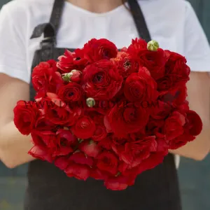 Ranunculus Amandine Scarlet 3/5 (x250)