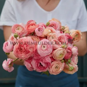 Ranunculus Wedding Pastel 3/5 (x250)