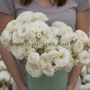 Ranunculus Amandine White 3/5 (x250)