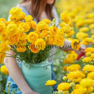Ranunculus Amandine Yellow Picotee 3/5 (x250)