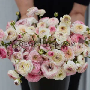 Ranunculus Friandine White Picotee 3/5 (x250)