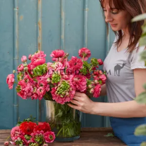 Ranunculus Reinette Rose 3/5 (x250)