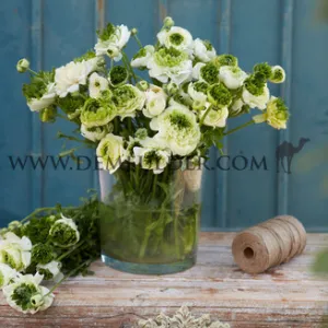Ranunculus Reinette White 3/5 (x250)