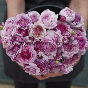 Ranunculus Amandine Purple Jean 3/5 (x250)