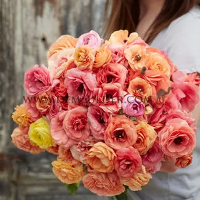 Ranunculus Friandine Salmon 3/5 (x250)