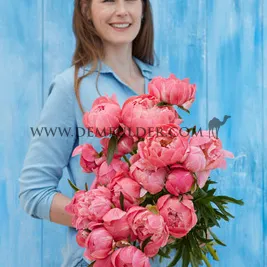 Paeonia Coral Charm 3/5 (x10)