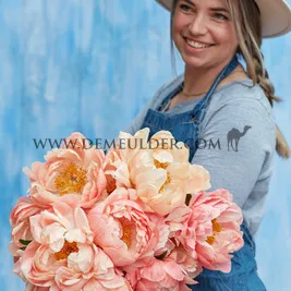 Paeonia Coral Sunset 3/5 (x10)