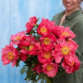 Paeonia Flame 3/5 (x10)