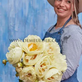Paeonia Lemon Chiffon 3/5 (x10)