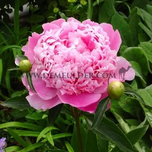 Paeonia Monsieur Jules Elie 3/5 (x10)