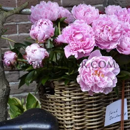 Paeonia Sarah Bernhardt 3/5 (x10)