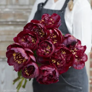 Paeonia Buckeye Belle 3/5 (x10)