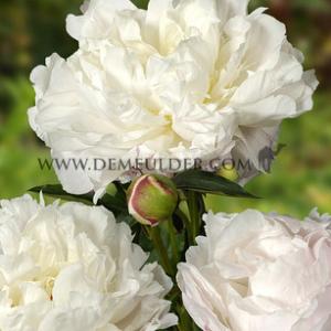 Paeonia Shirley Temple 3/5 (x10)