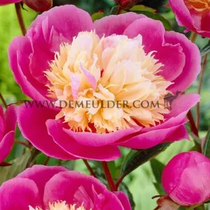 Paeonia Bowl Of Beauty 3/5 (x10)