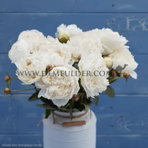 Paeonia Mothers Choice 3/5 (x 10)