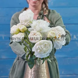 Paeonia Bowl Of Cream 3/5 (x10)