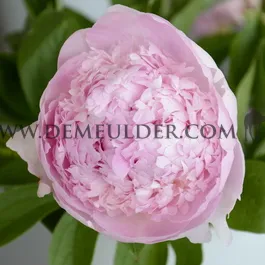 Paeonia Angel Cheeks 3/5 (x10)